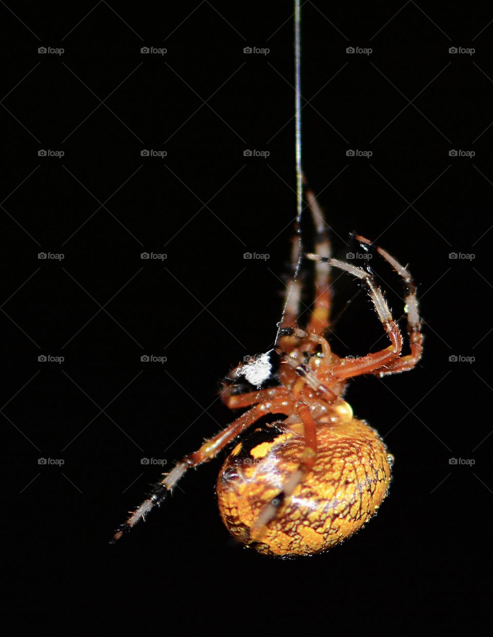 Macro, Marbled Orb Weaver making a web in the dark