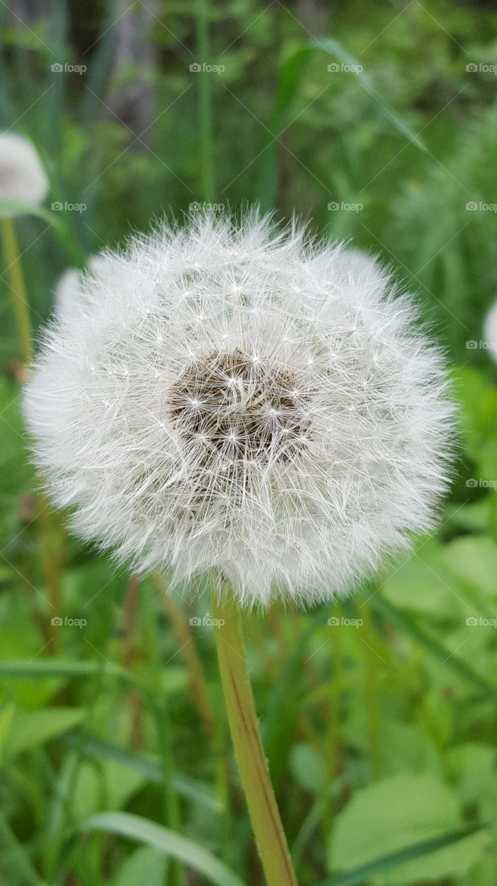 Dandelion seeds