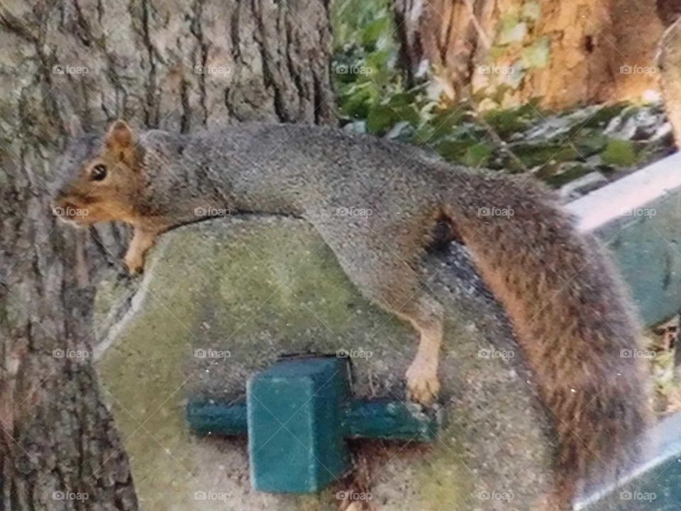 Silly Cali. squirrel lay his body across the cooler cement end of this park bench. Too cute!!