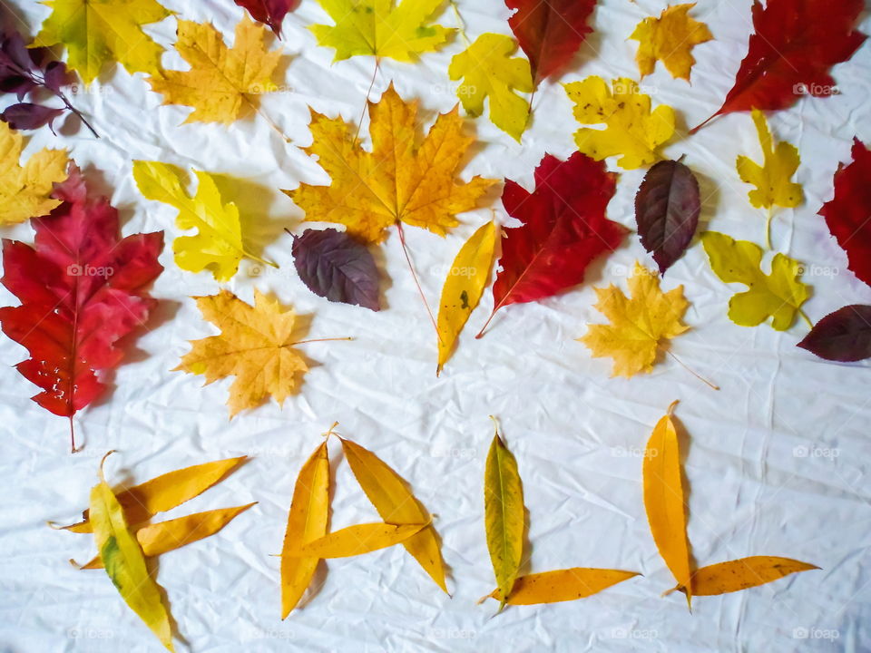 colorful autumn leaves