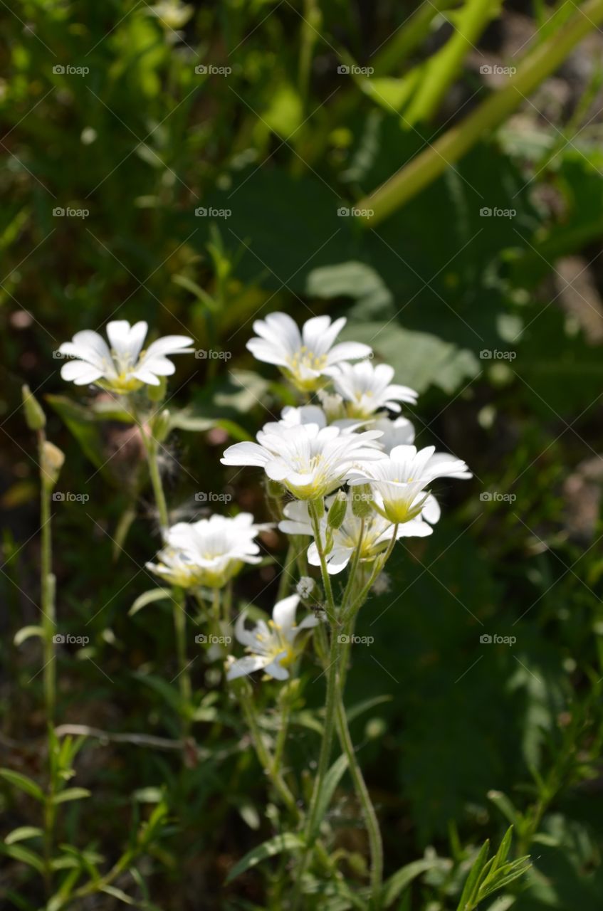 white flowers