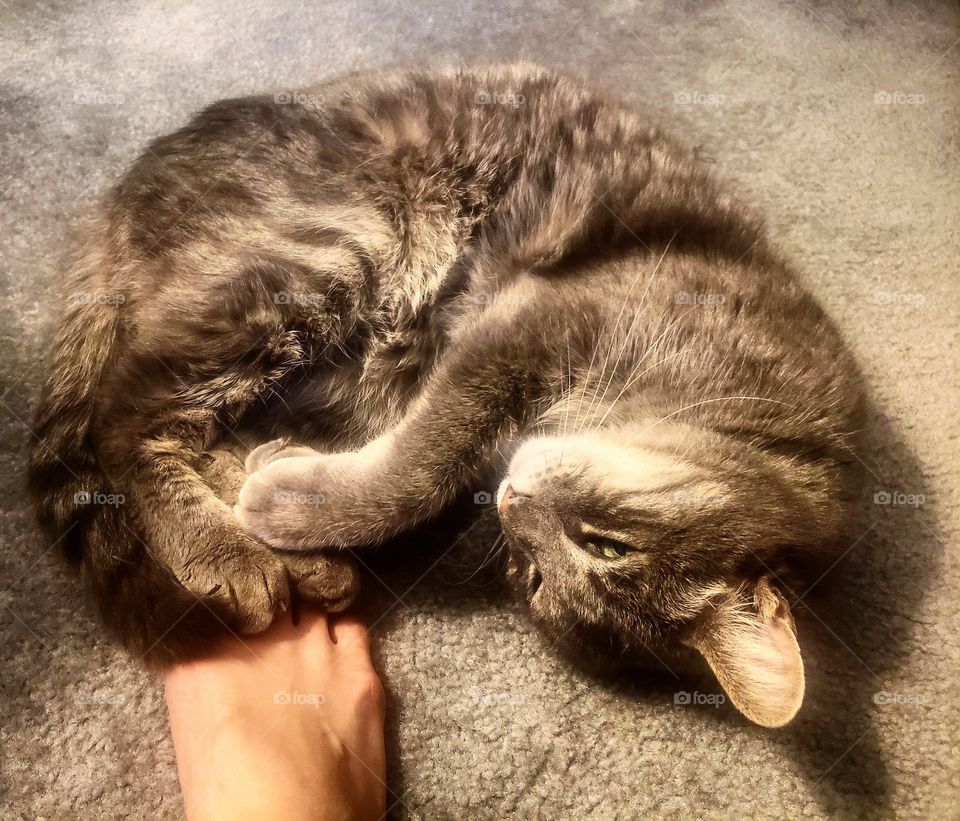 Large gray striped cat likes to cuddle with human feet.