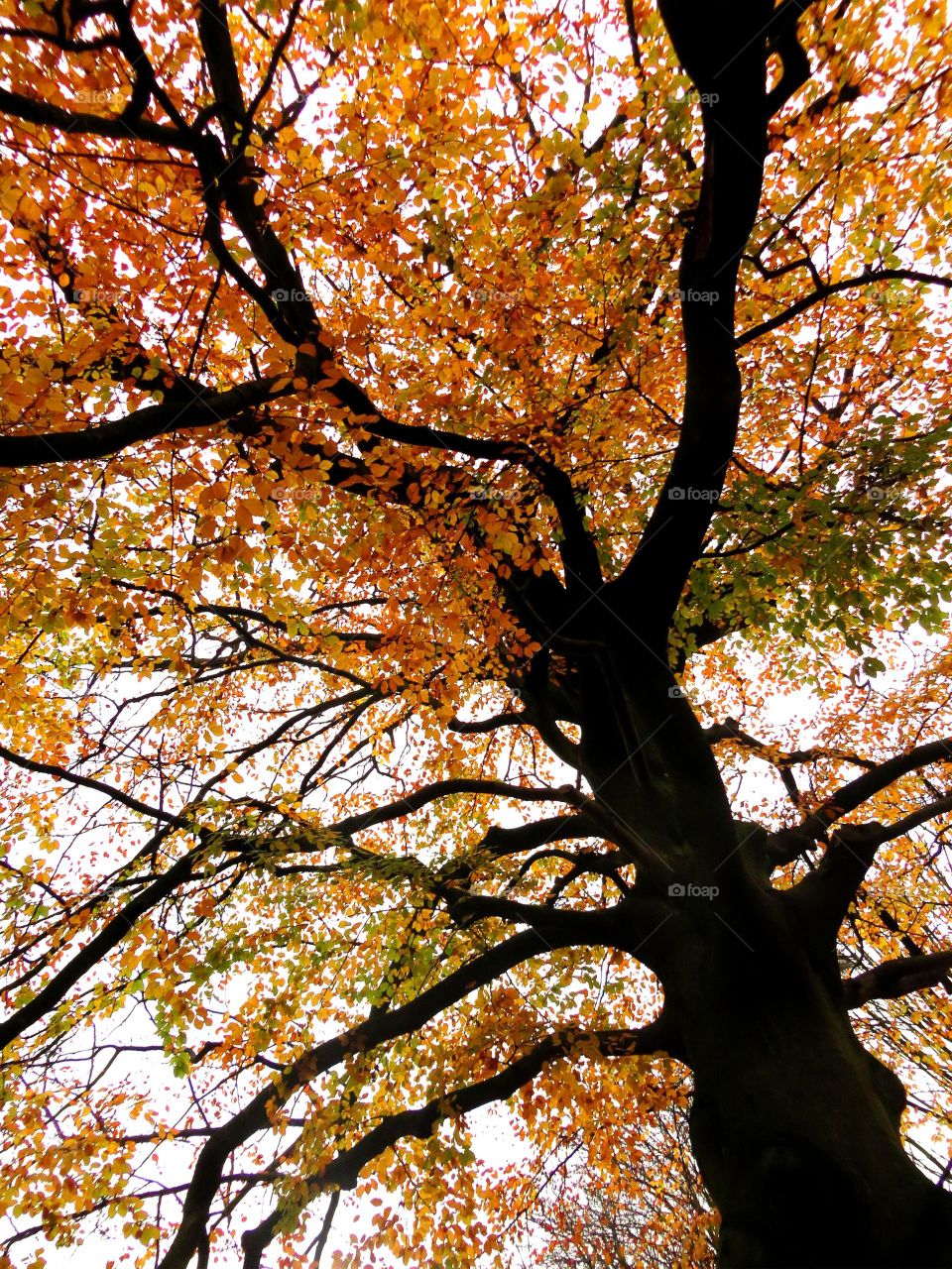 old aged tree