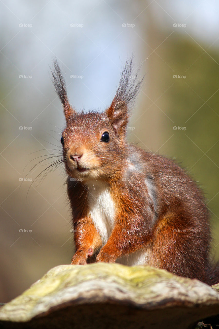 Squirrel smelling me, to recognise me?