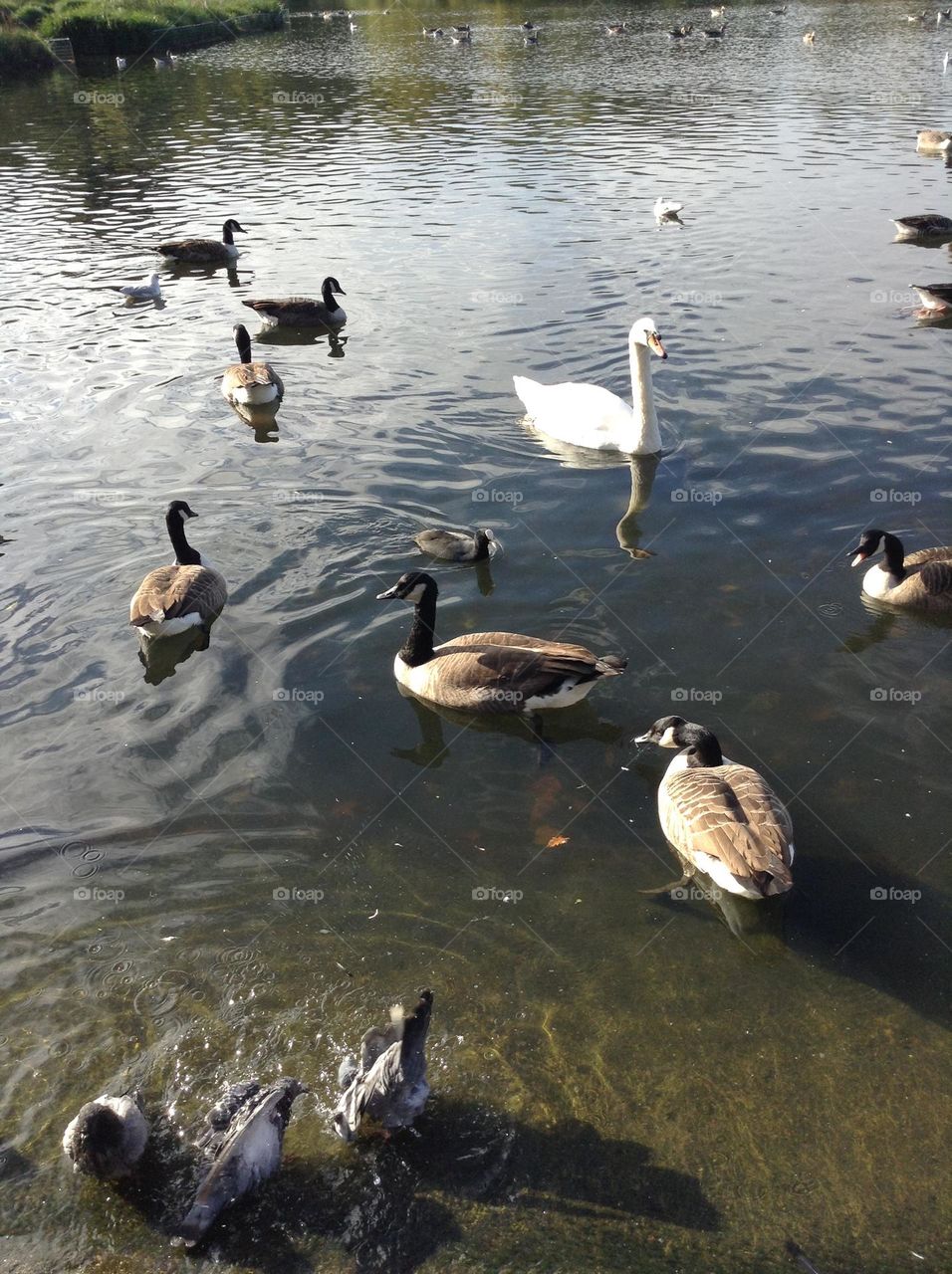 Swans, doves and ducks swim happily at Hyde park in London 