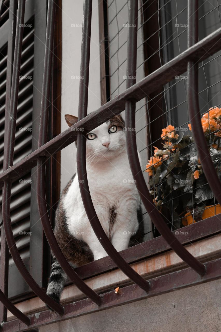 black and white cat on a Windows ledge behind bars