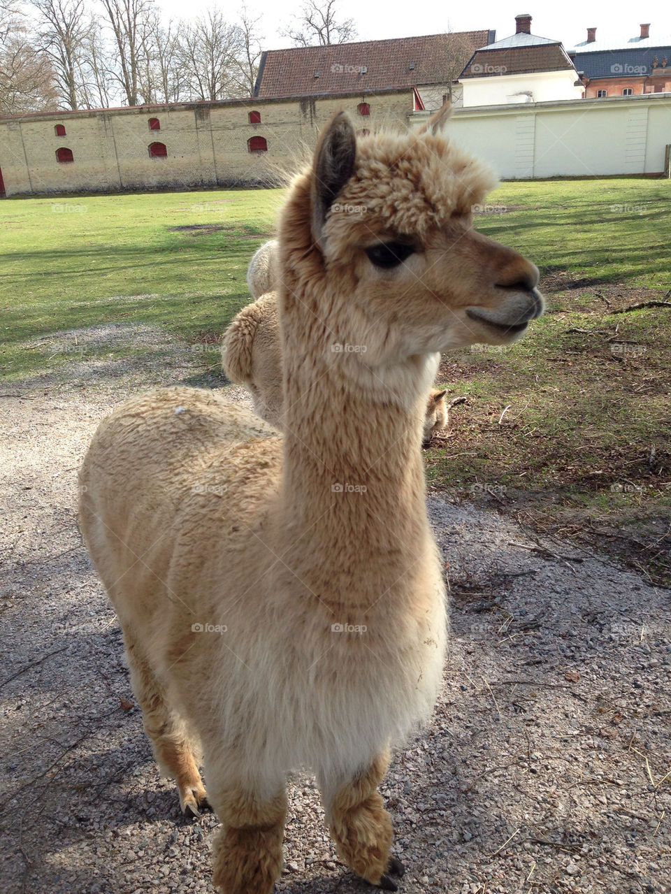Alpacka