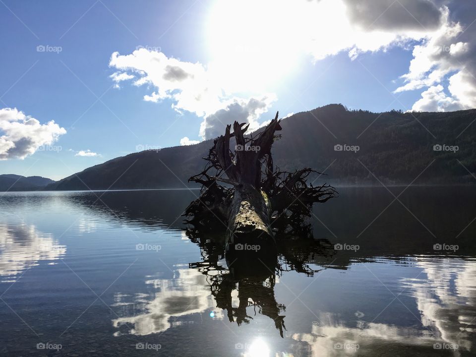 Stump in the lake. Nitnat. Vancouver Island, British Columbia, Canada. 