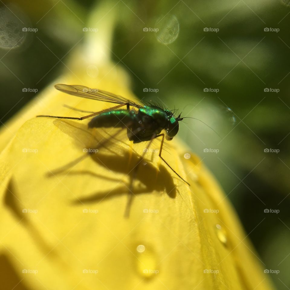 Green fly portrait