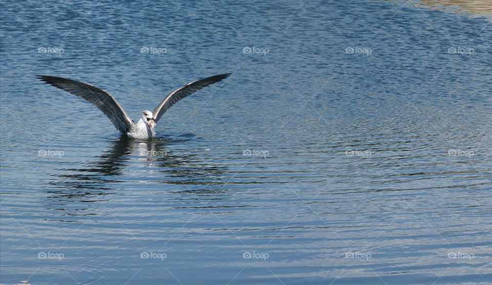 In the water