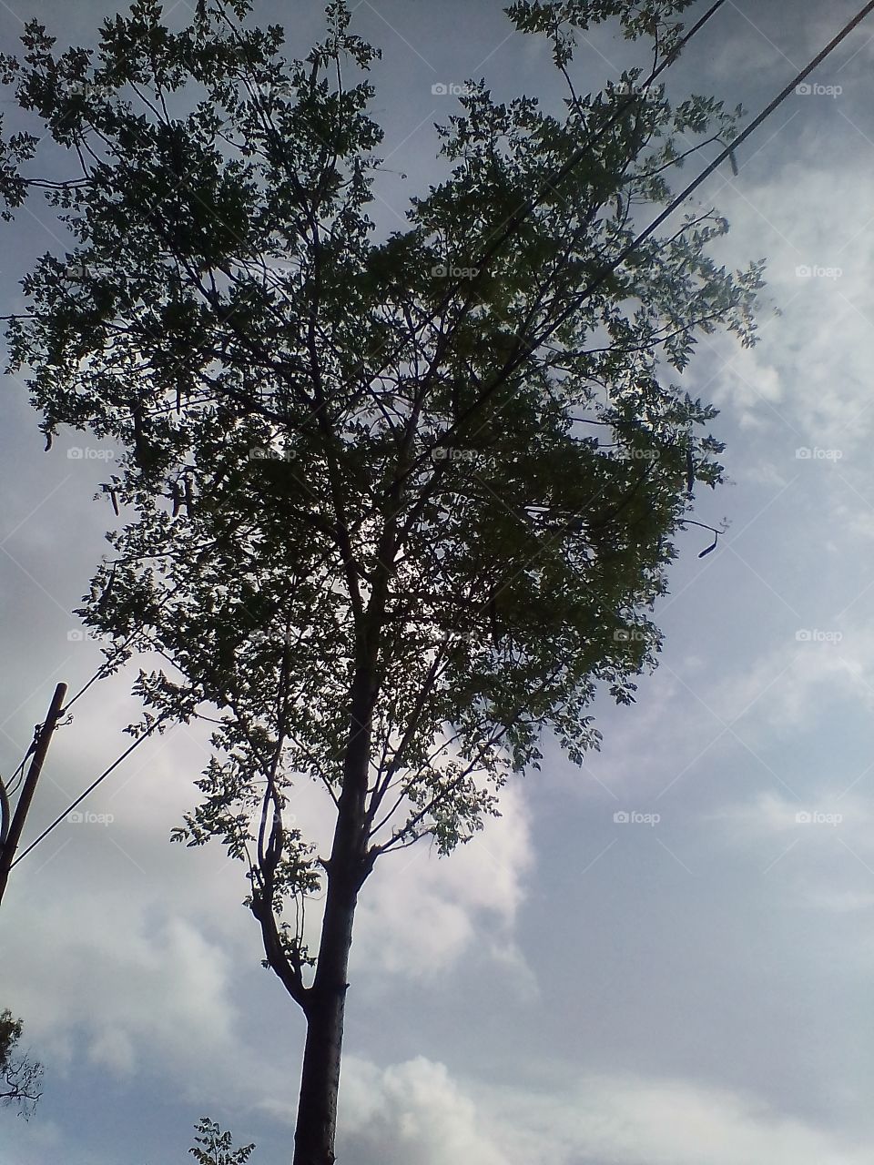 Trees in the middle of a beautiful garden