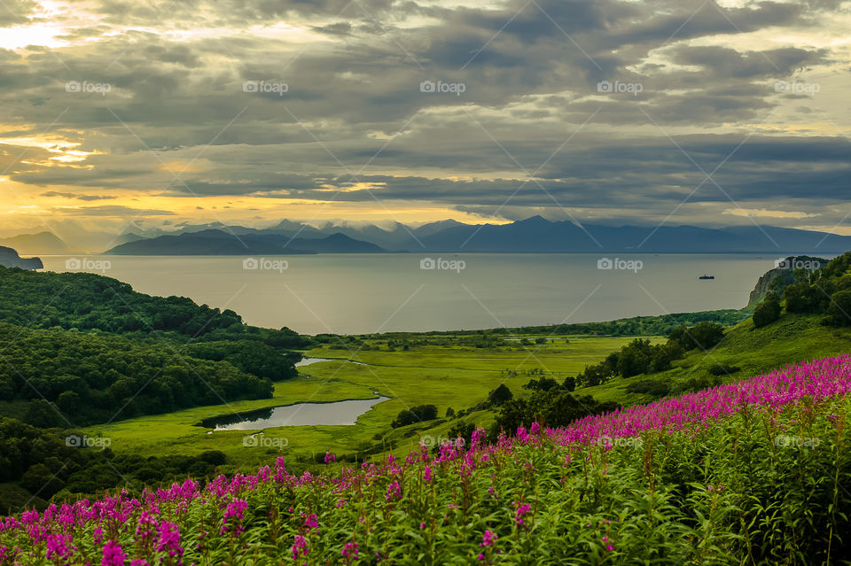 Incredibly beautiful landscape, in the foreground of which is a field of flowering Ivan tea, and in the background the Pacific Ocean and the Kamchatka Mountains with volcano
