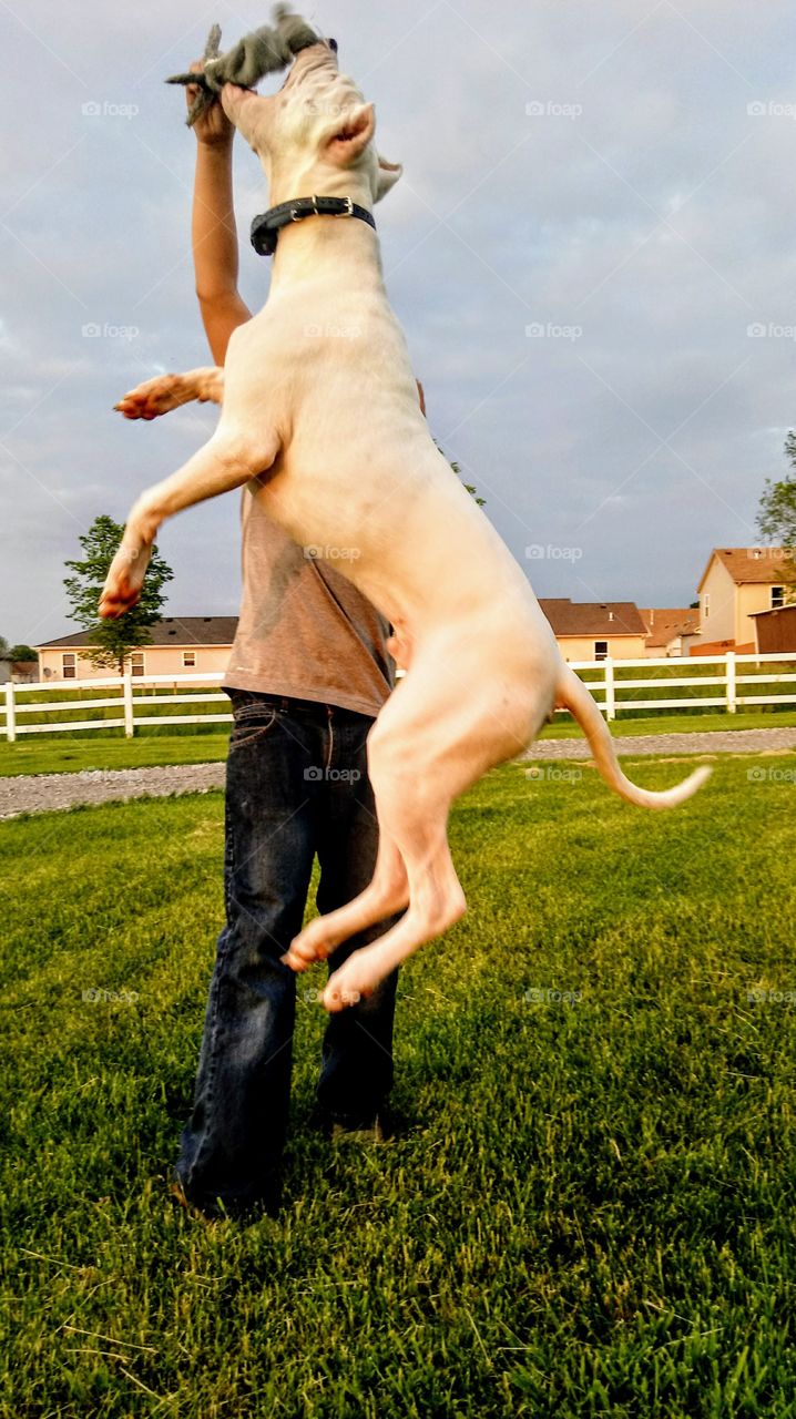 Jumping pup, he lives to play with his kids!