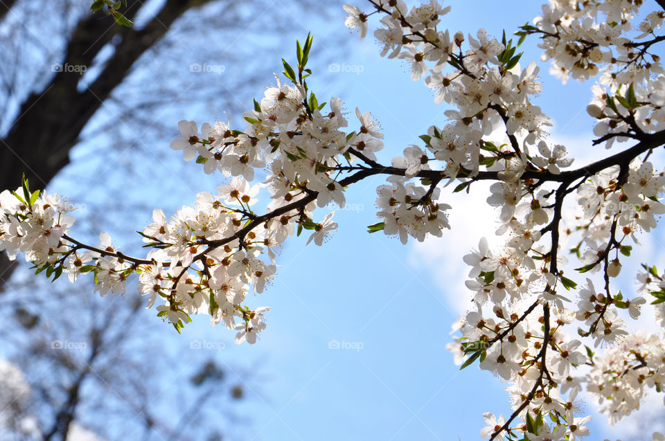 Cherry, Tree, Flower, Branch, Nature