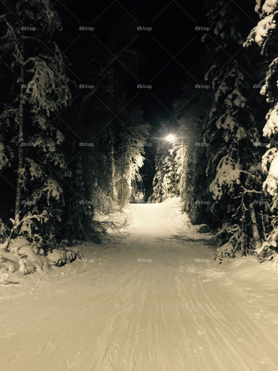 Ski Trail at Night