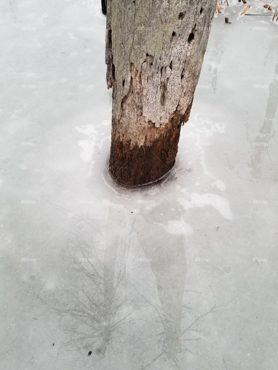 swamp tree reflection in ice