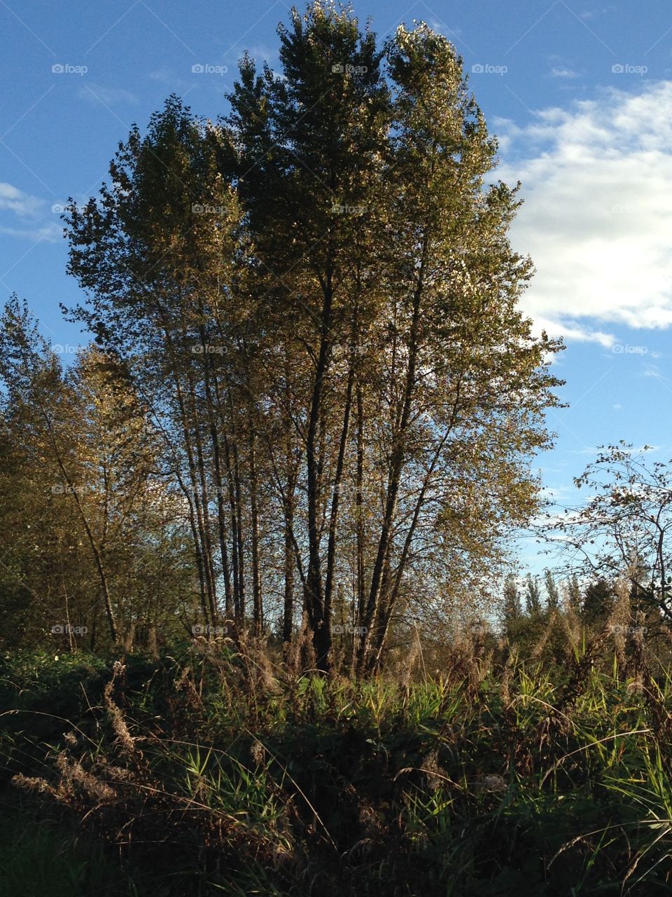 Tree in forest in as spring turns into autumn