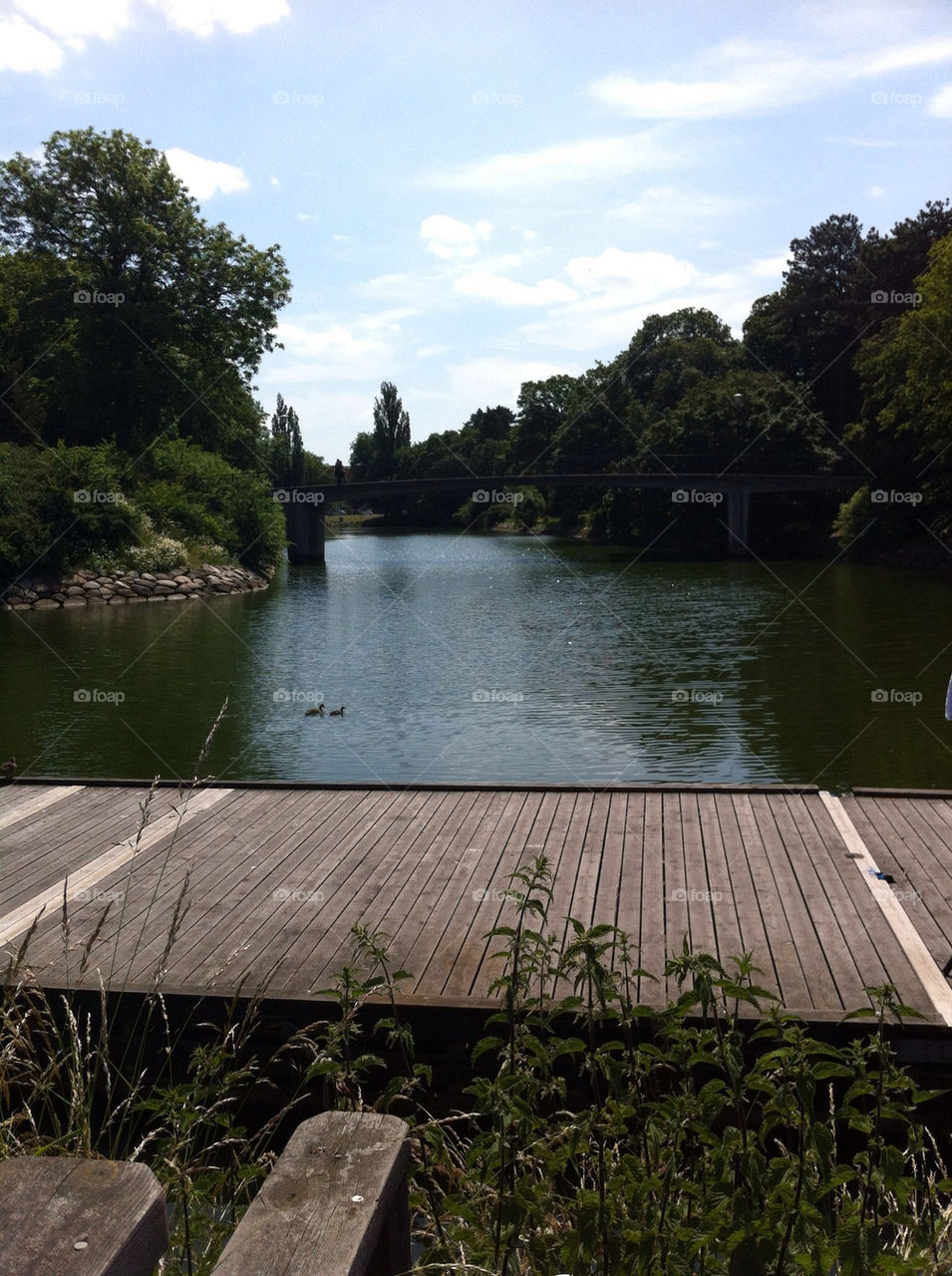 sky green nature tree by asa