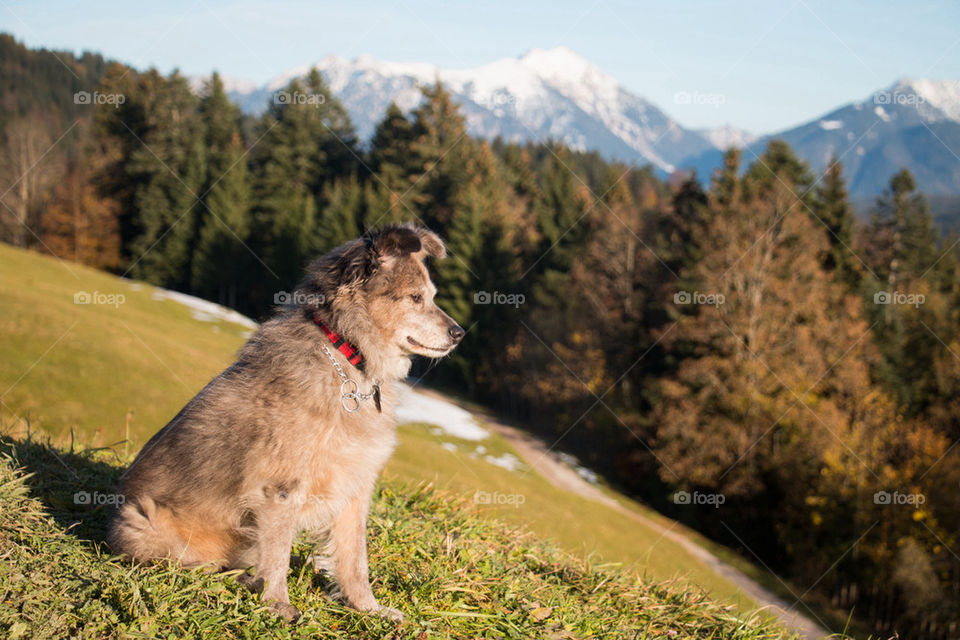 Dog sitting in the alps