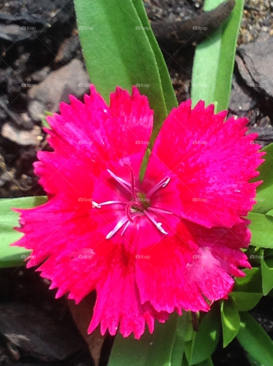 Beautiful flowers blooming in Springtime.