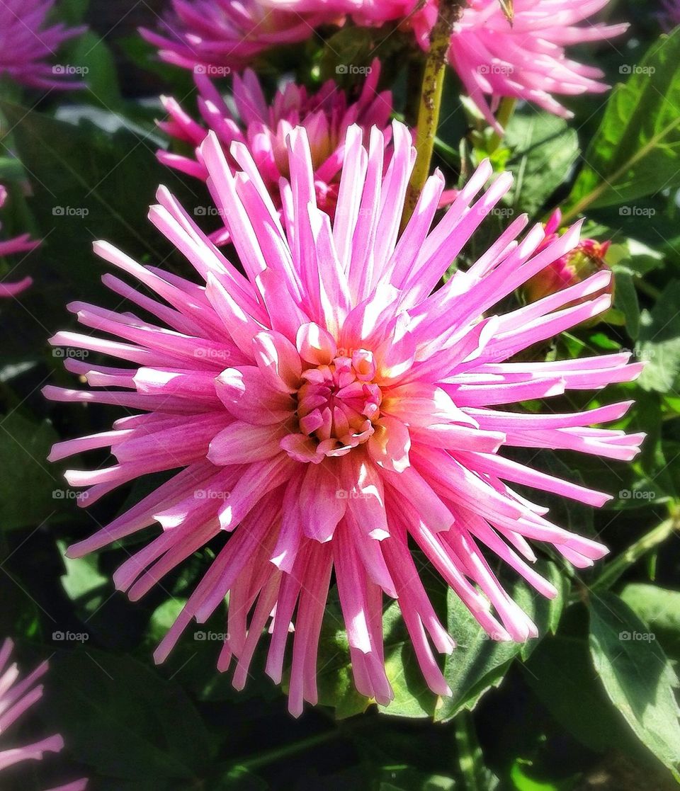 Pink sunshine flower!