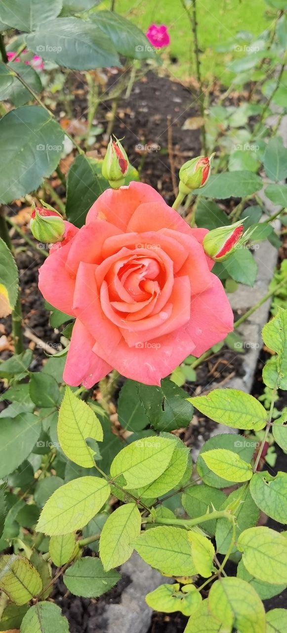 rosa rosada en un jardín silvestre