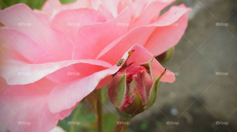 rose bud & bug