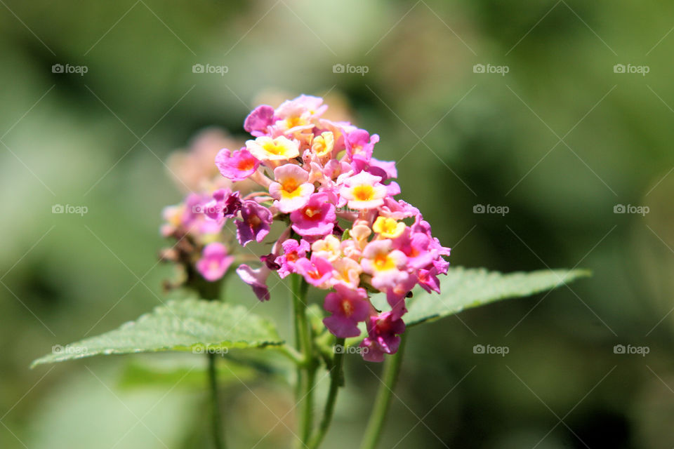 Pink Lantana