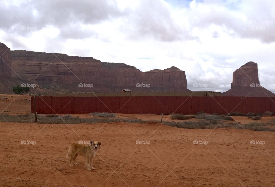 Dog amongst the buttes . Utah