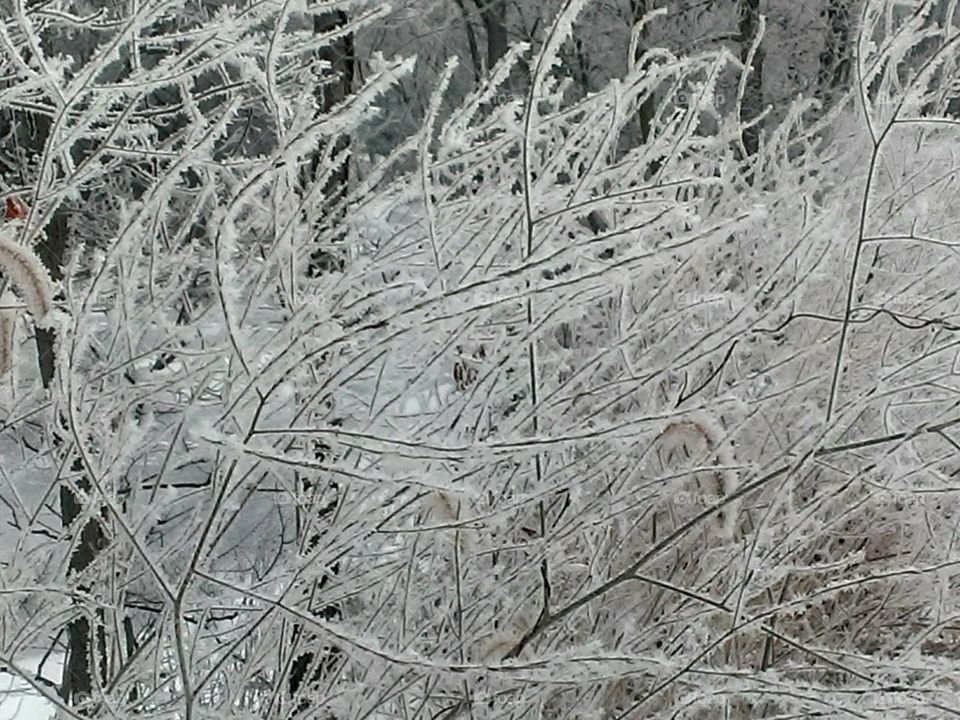 Winter's Lace