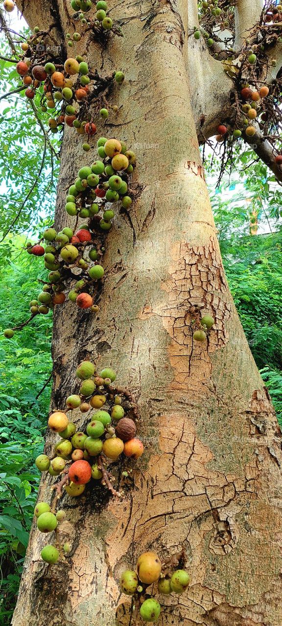 tree fruit