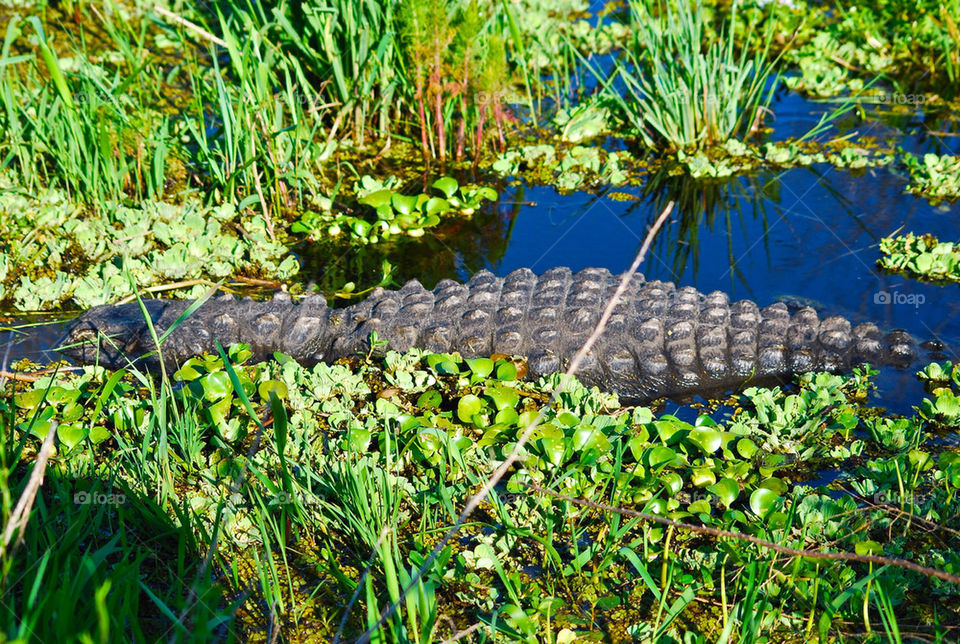 Gator