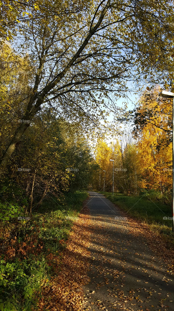 Street in autum