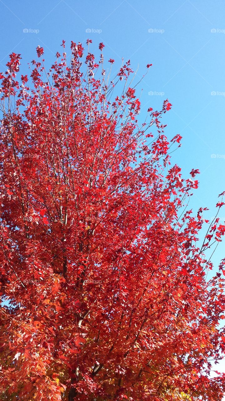 Close-up of autumn tree