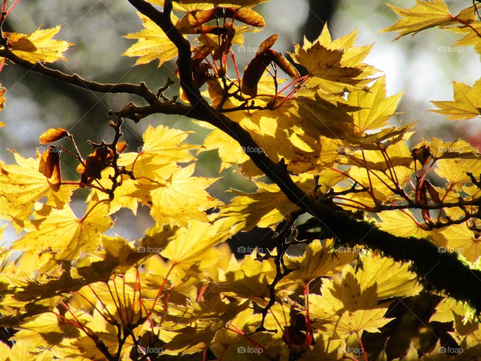 autumn leaves🍂 the changing of the season have amazing shades of colour with nature