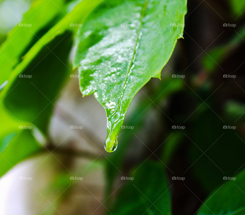 Wet leaf
