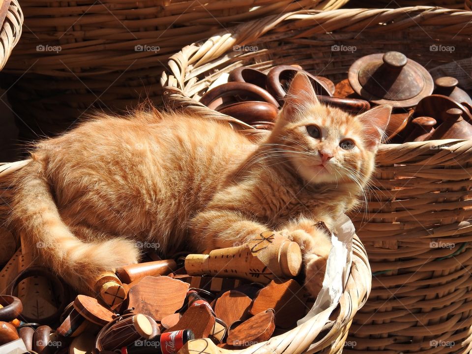 Kitten in the basket