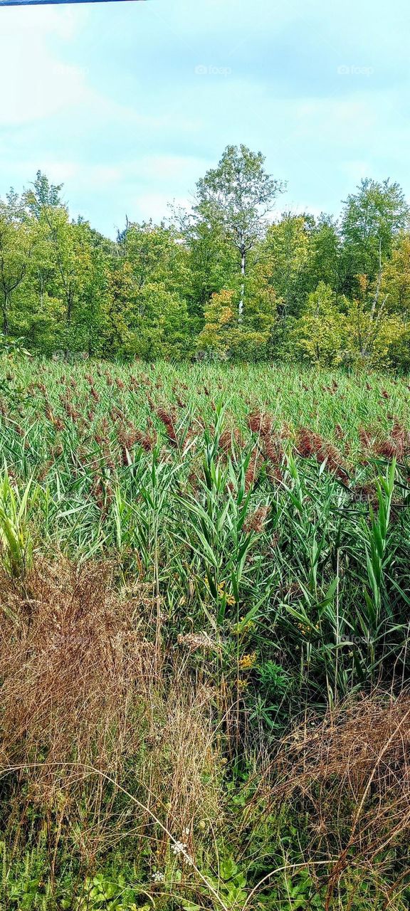 Meadow of Plants