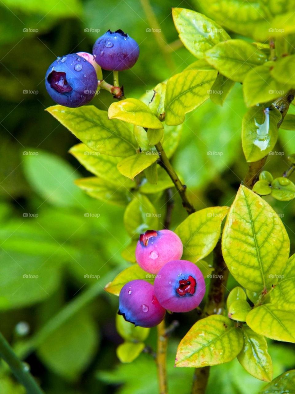 Лесные ягоды