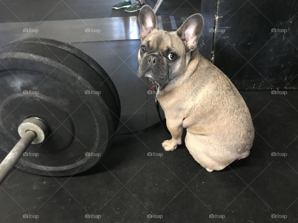 Dog and weights 