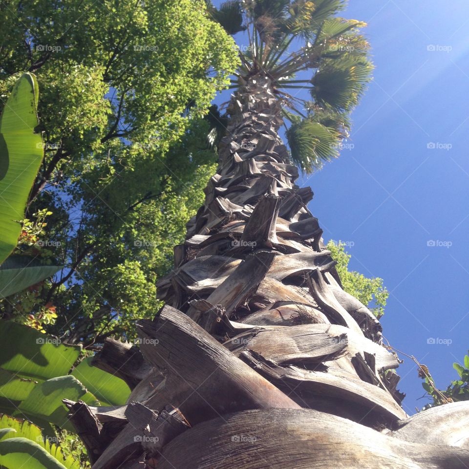 Palm Tree. Tall palm tree in sunny California.