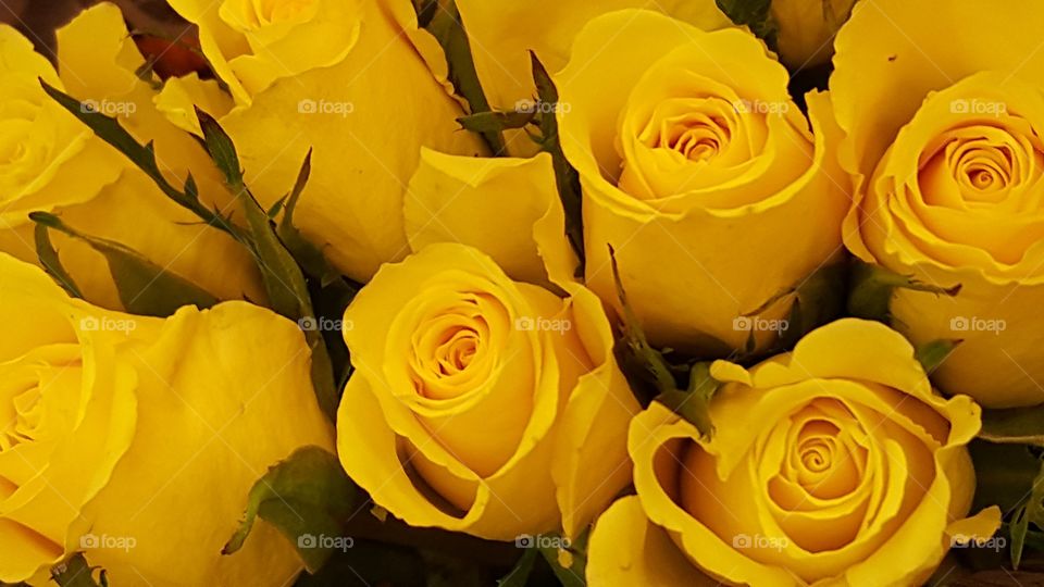 yellow roses