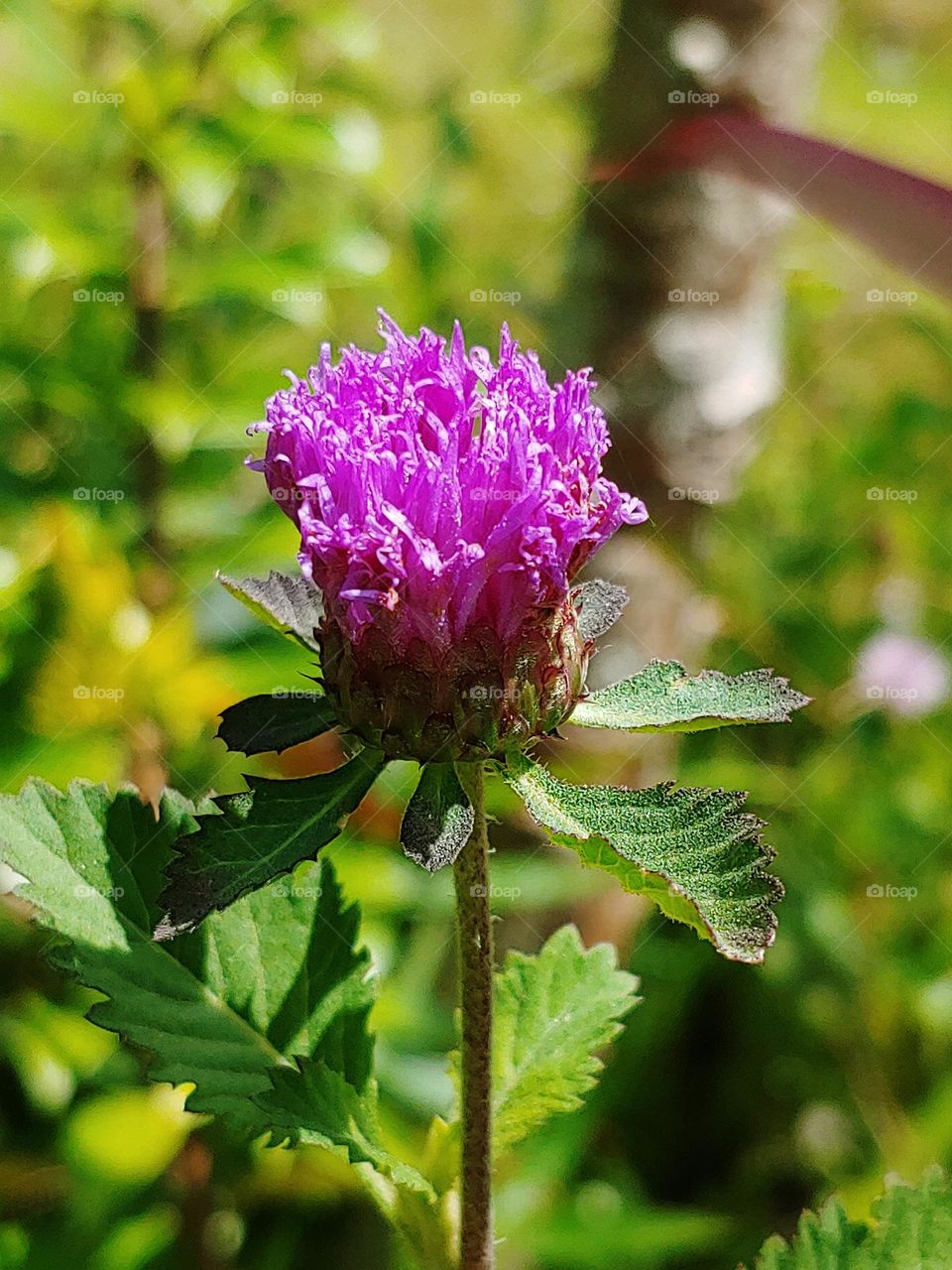 flowers captured