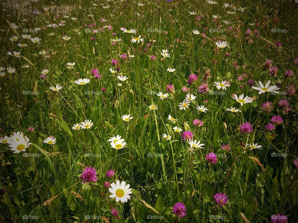 Flowered meadow