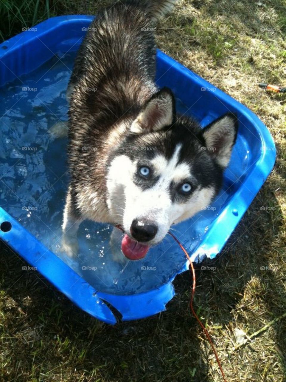Starlet Siberian Husky 
