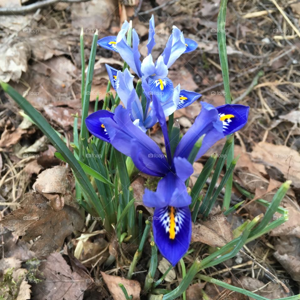 Iris reticulata