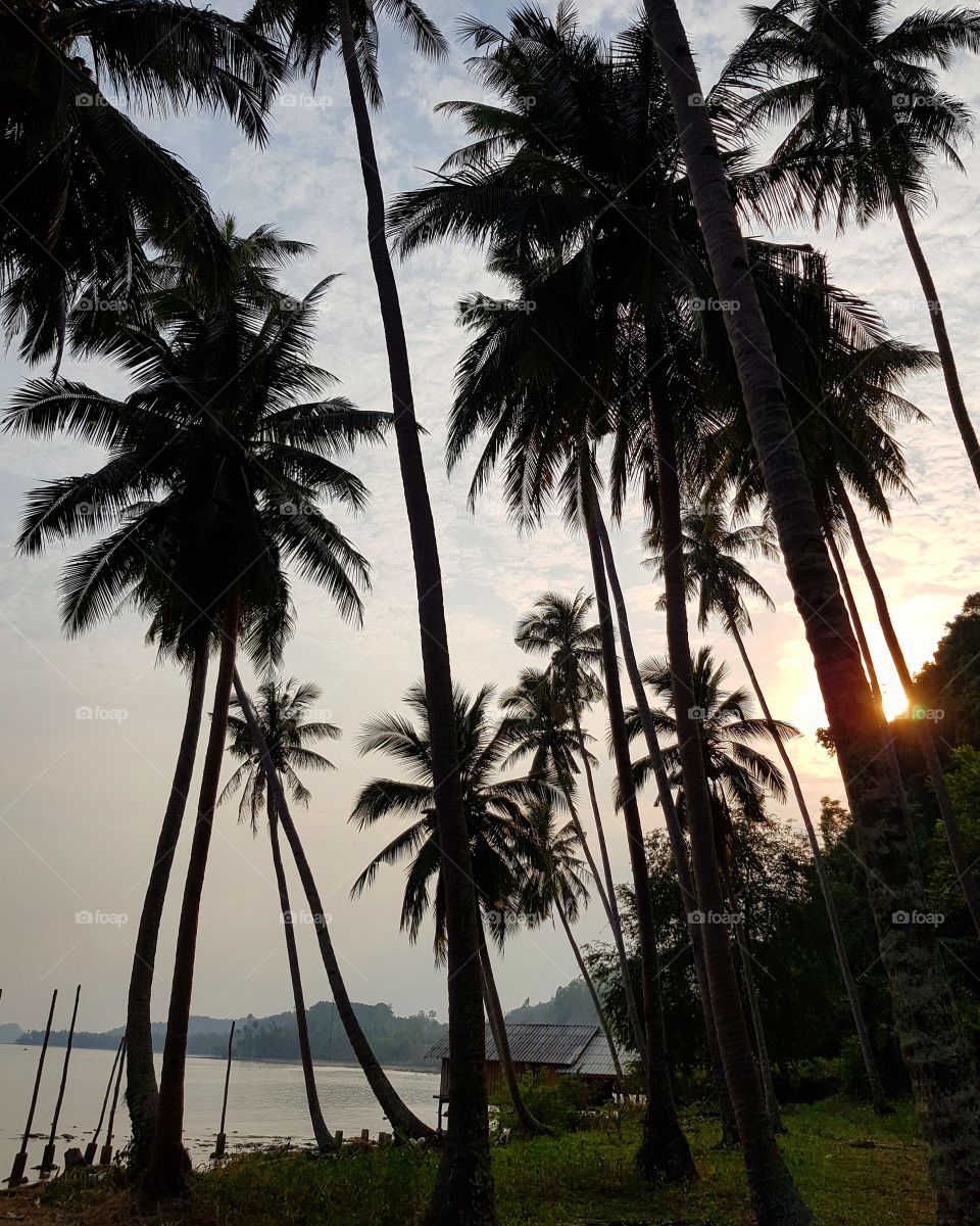 The coconut trees in the