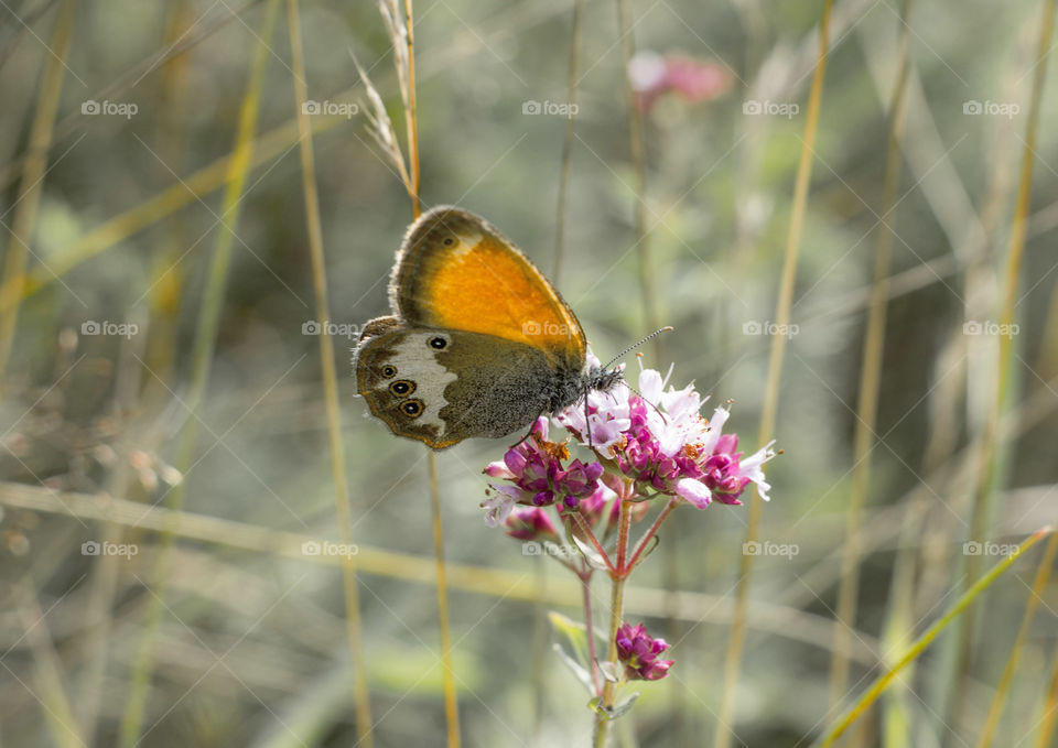 A butterfly on flower, close up