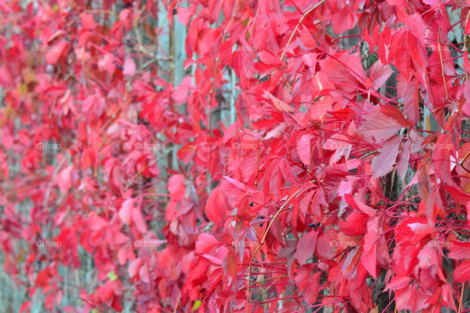 red leafs