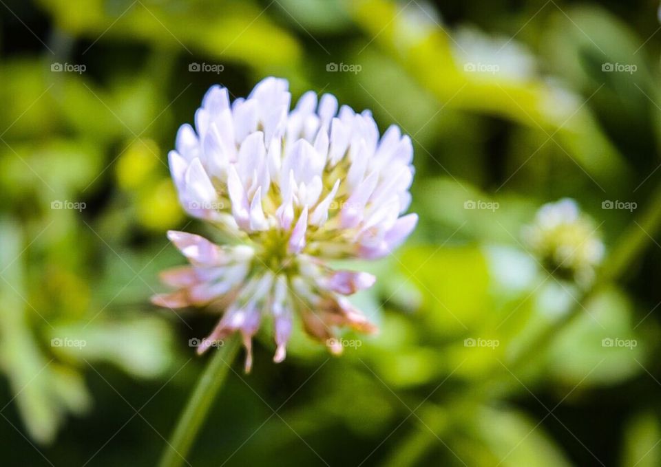 Clover blossom